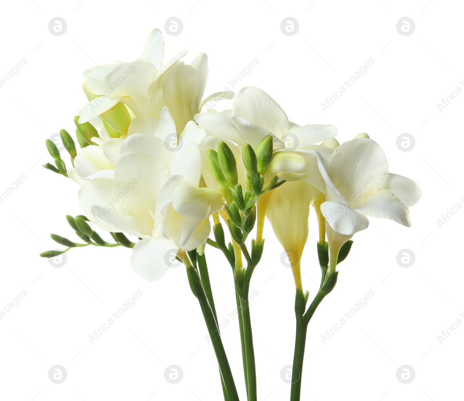 Photo of Beautiful freesia flowers on white background