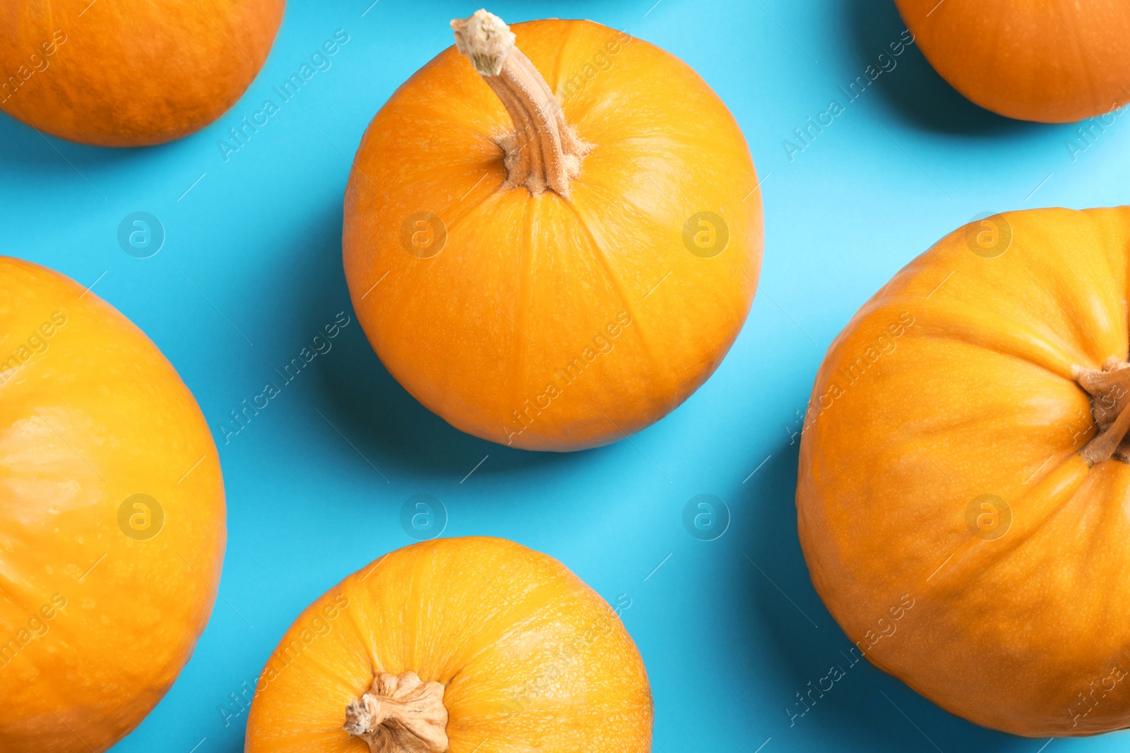 Photo of Fresh ripe pumpkins on blue background, flat lay. Holiday decoration