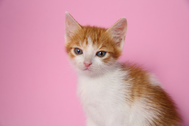 Photo of Cute little kitten on pink background, closeup. Baby animal