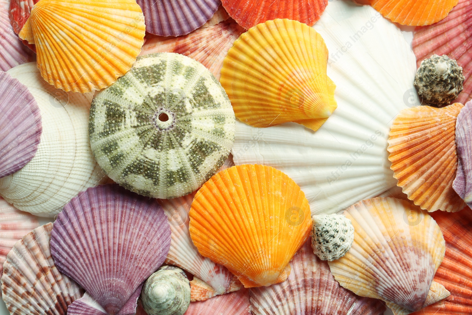 Photo of Top view of beautiful different seashells as background