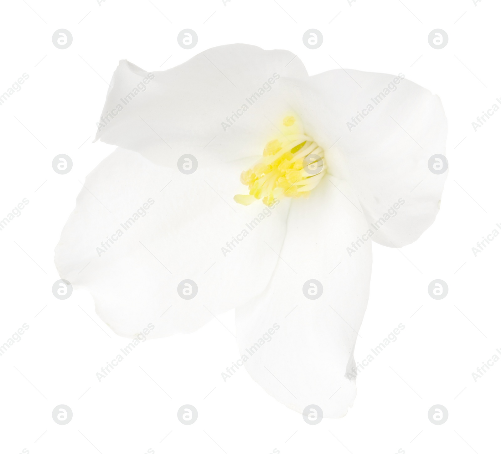 Photo of Beautiful delicate jasmine flower isolated on white