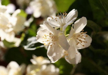 Photo of Branch of jasmine plant with beautiful white flowers, closeup