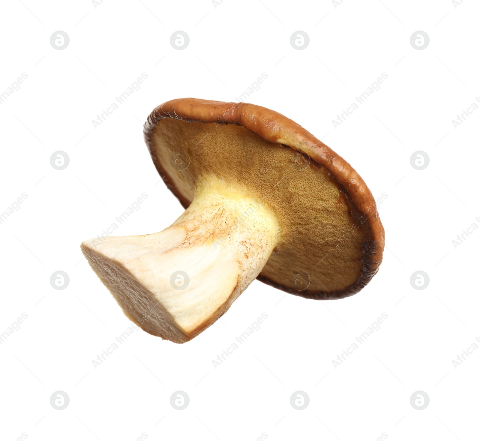 Photo of Fresh slippery jack mushroom isolated on white