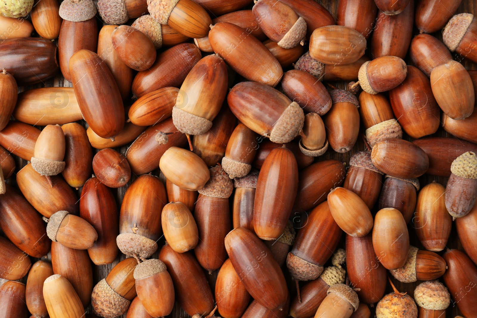 Photo of Many brown acorns as background, top view