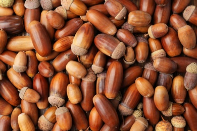 Many brown acorns as background, top view