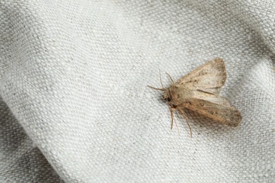 Photo of Paradrina clavipalpis moth on white cloth, space for text