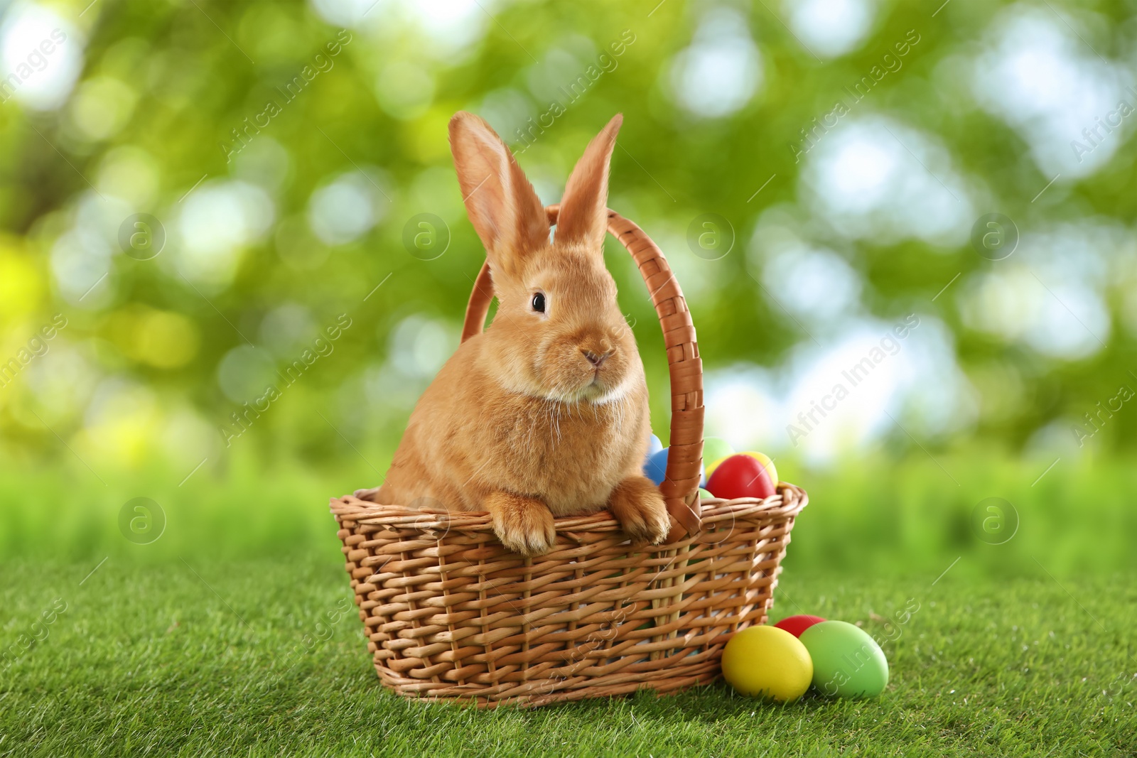 Image of Cute bunny and colorful Easter eggs on green grass outdoors