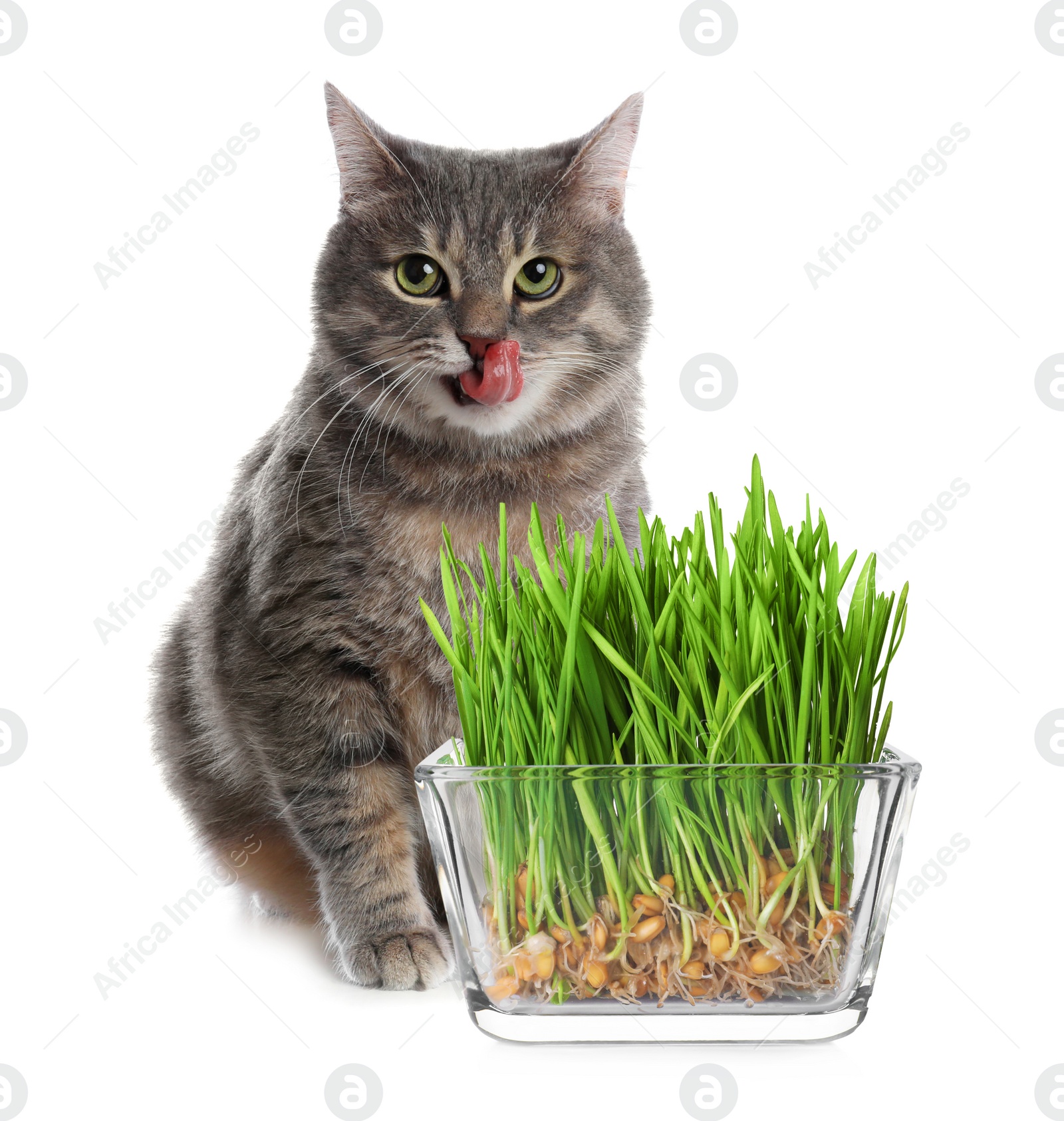 Image of Adorable cat and glass bowl with fresh green grass on white background