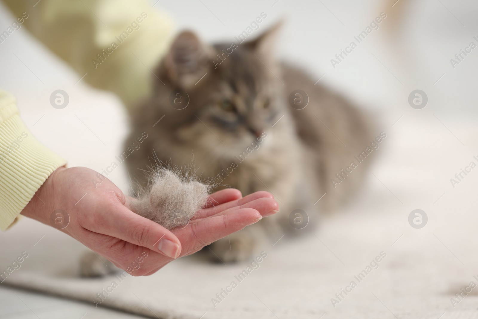 Photo of Pet shedding. Woman holding pile of cat hair indoors, selective focus