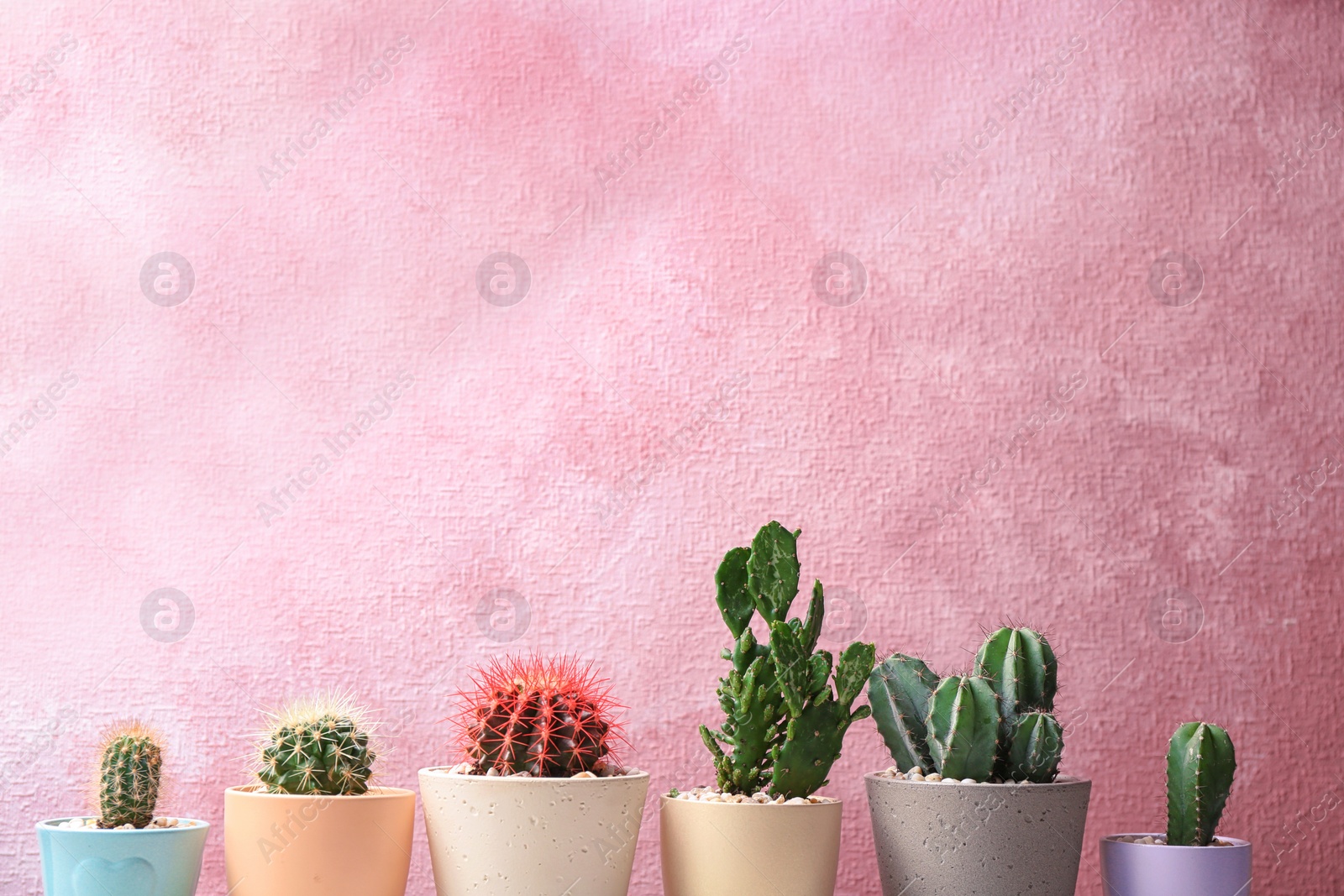 Photo of Beautiful cacti on color background