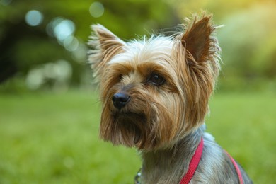 Photo of Cute Yorkshire terrier in park, closeup view