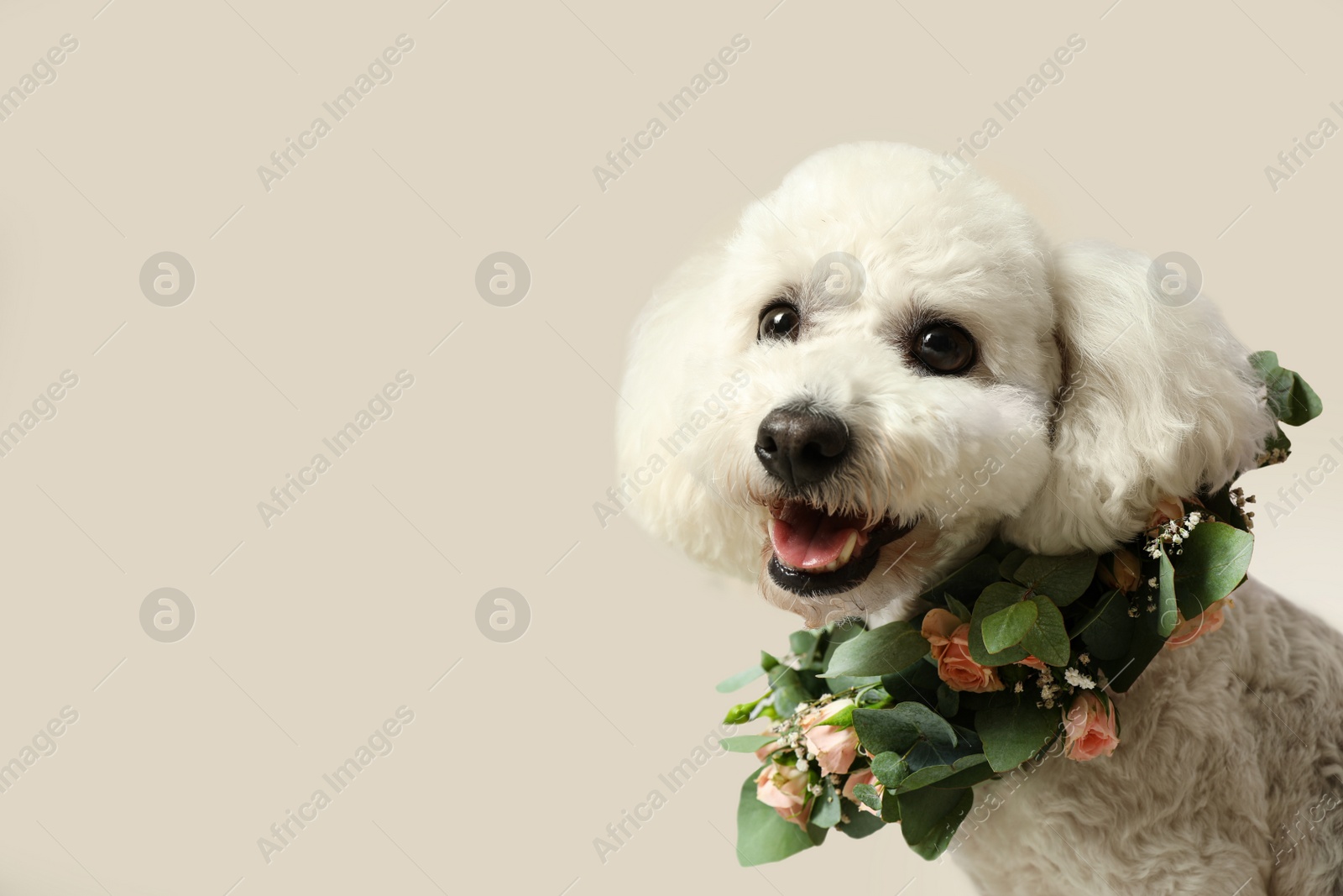 Photo of Adorable Bichon wearing wreath made of beautiful flowers indoors, space for text