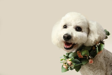 Adorable Bichon wearing wreath made of beautiful flowers indoors, space for text