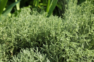 Beautiful green plant in garden on rainy day