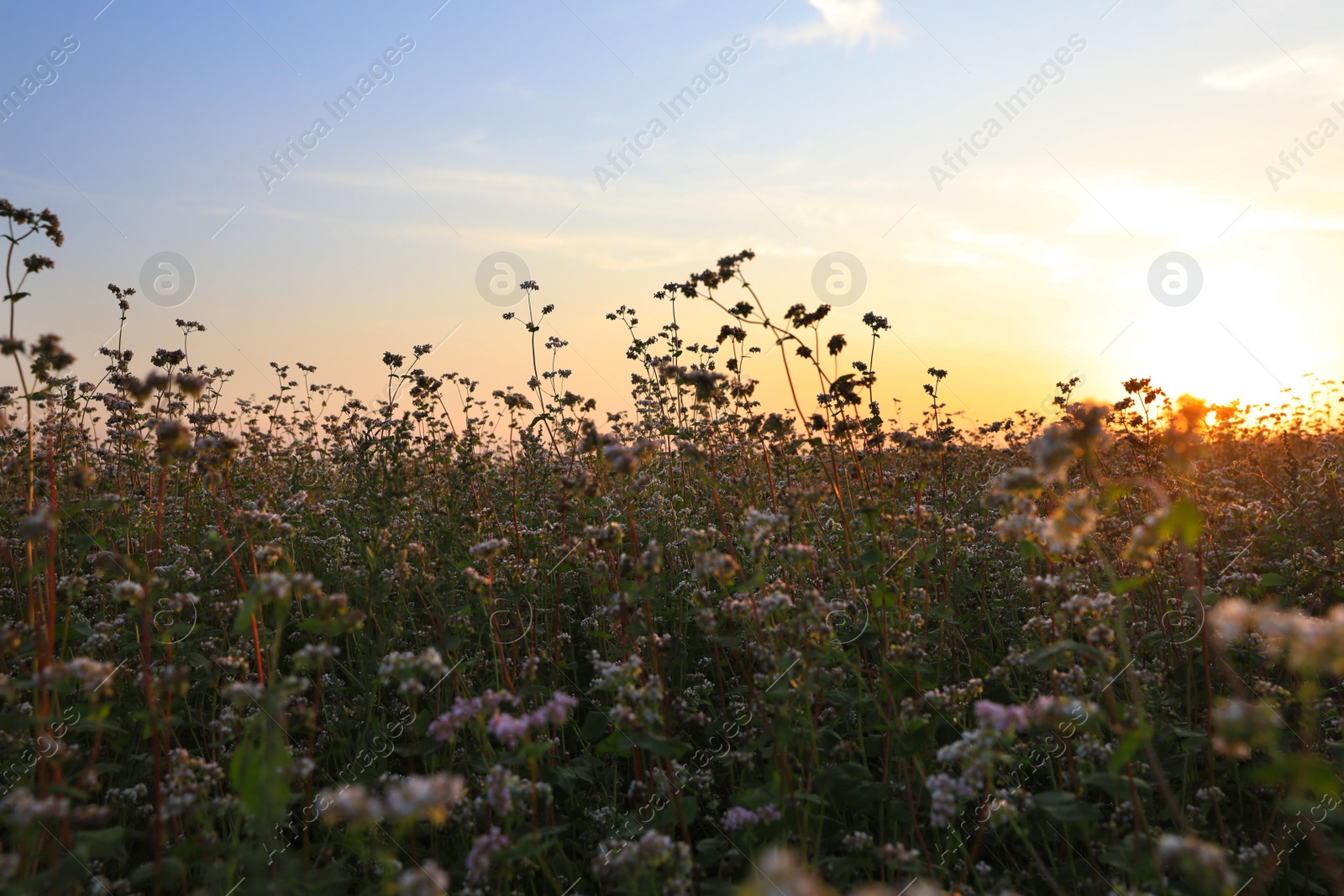 Photo of Beautiful view of blossoming buckwheat field at sunset