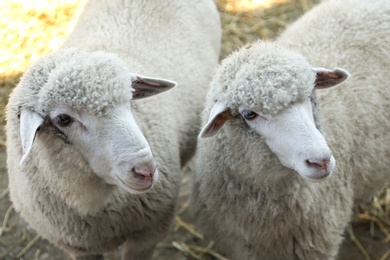 Cute funny sheep on farm. Animal husbandry