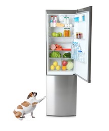 Image of Cute English bulldog near open refrigerator with many different products on white background