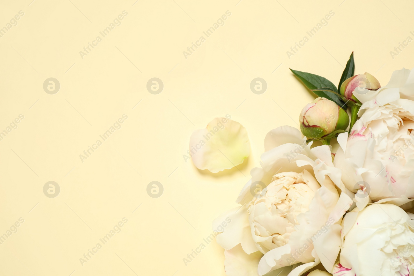 Photo of Beautiful white peonies on beige background, flat lay. Space for text