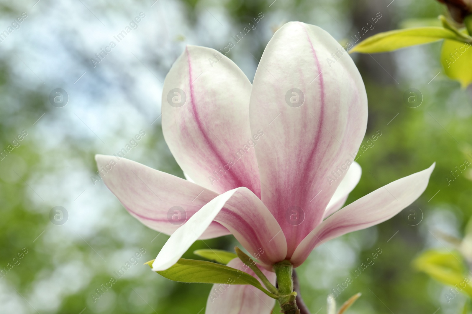 Photo of Magnolia tree with beautiful flower on blurred background, closeup