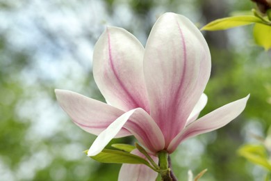 Photo of Magnolia tree with beautiful flower on blurred background, closeup