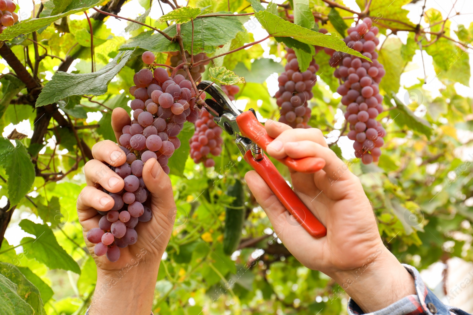 Photo of Farmer with secateurs picking ripe grapes in garden, closeup