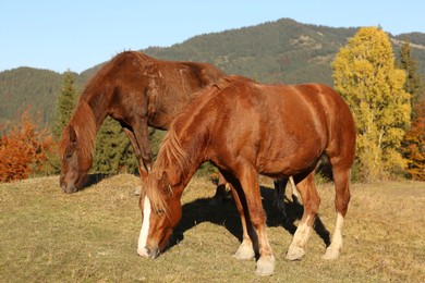 Brown horses grazing in mountains on sunny day. Beautiful pets