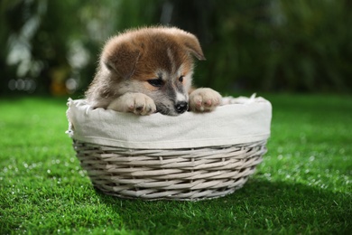 Photo of Cute Akita Inu puppy in wicker basket on green grass outdoors