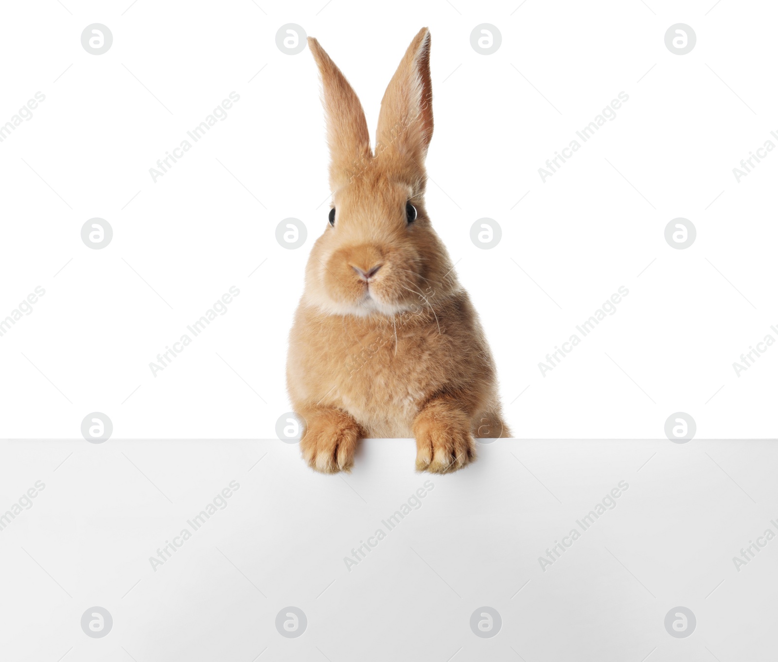 Photo of Cute bunny isolated on white. Easter symbol