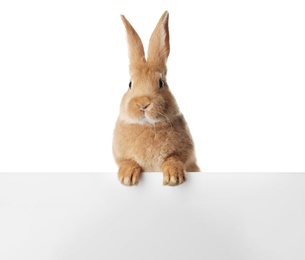 Cute bunny isolated on white. Easter symbol