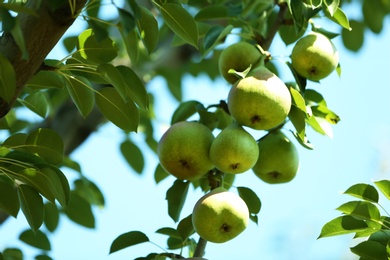 Branch of tree with pears and foliage in garden