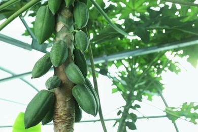 Unripe papaya fruits growing on tree outdoors, closeup view. Space for text