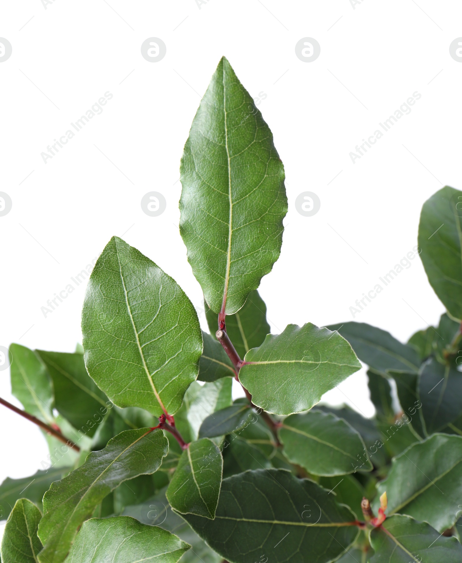 Photo of Branches with bay leaves isolated on white