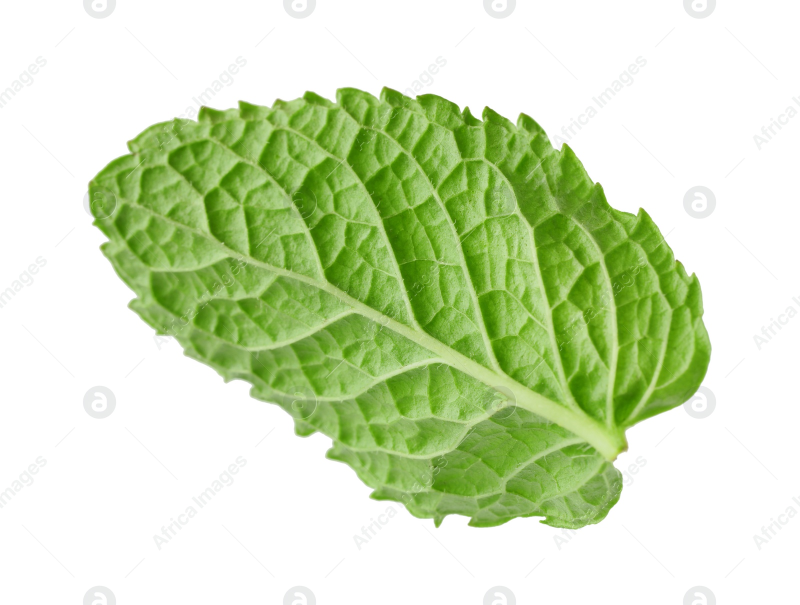 Photo of Fresh green mint leaf isolated on white