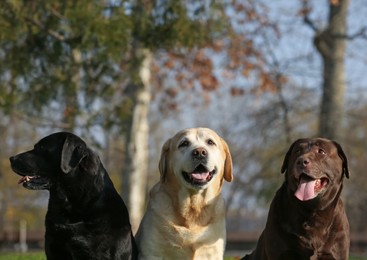 Photo of Cute different Labradors in park on sunny day
