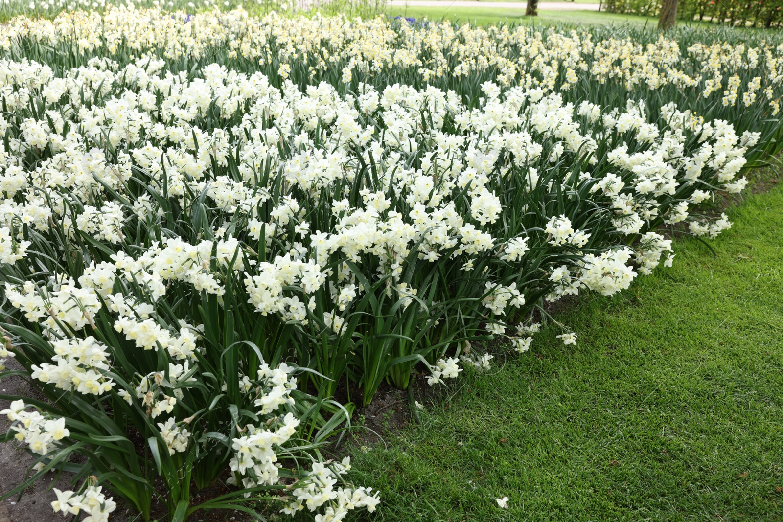 Photo of Many beautiful narcissus flowers growing outdoors. Spring season