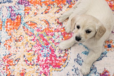 Cute little puppy lying on carpet, above view. Space for text