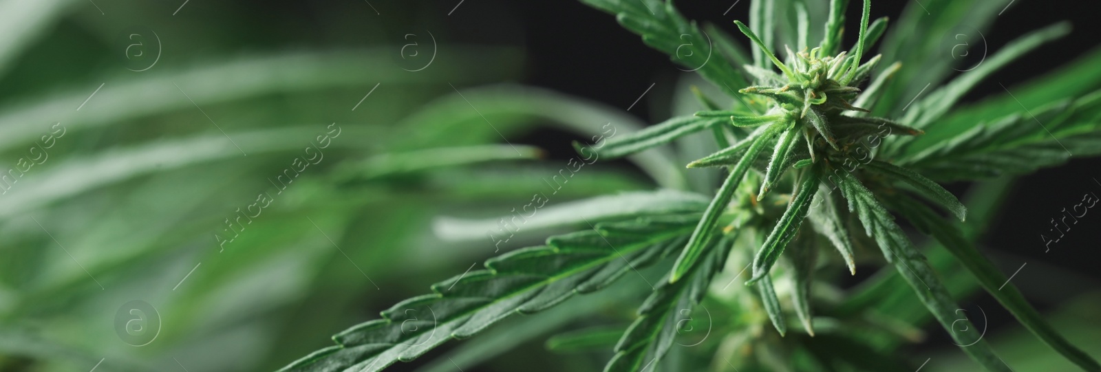 Image of Green hemp on blurred background, closeup. Banner design with space for text