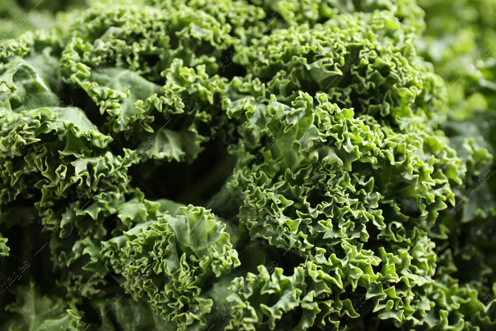 Photo of Fresh green kale leaves as background, closeup