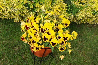 Photo of Flowerpot with beautiful yellow pansies in garden