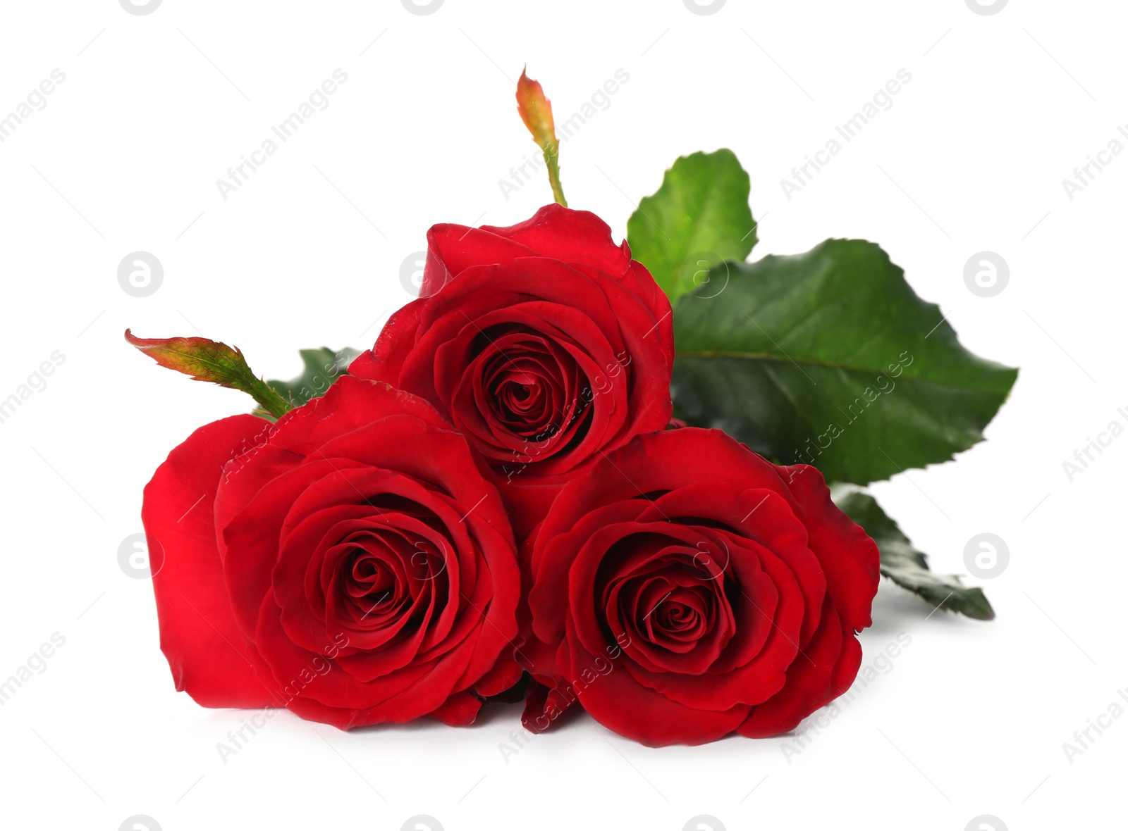 Photo of Beautiful red roses on white background. St. Valentine's day celebration