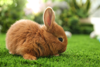 Photo of Adorable fluffy bunny on green grass, closeup. Easter symbol