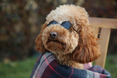 Cute fluffy dog with sunglasses wrapped in blanket outdoors