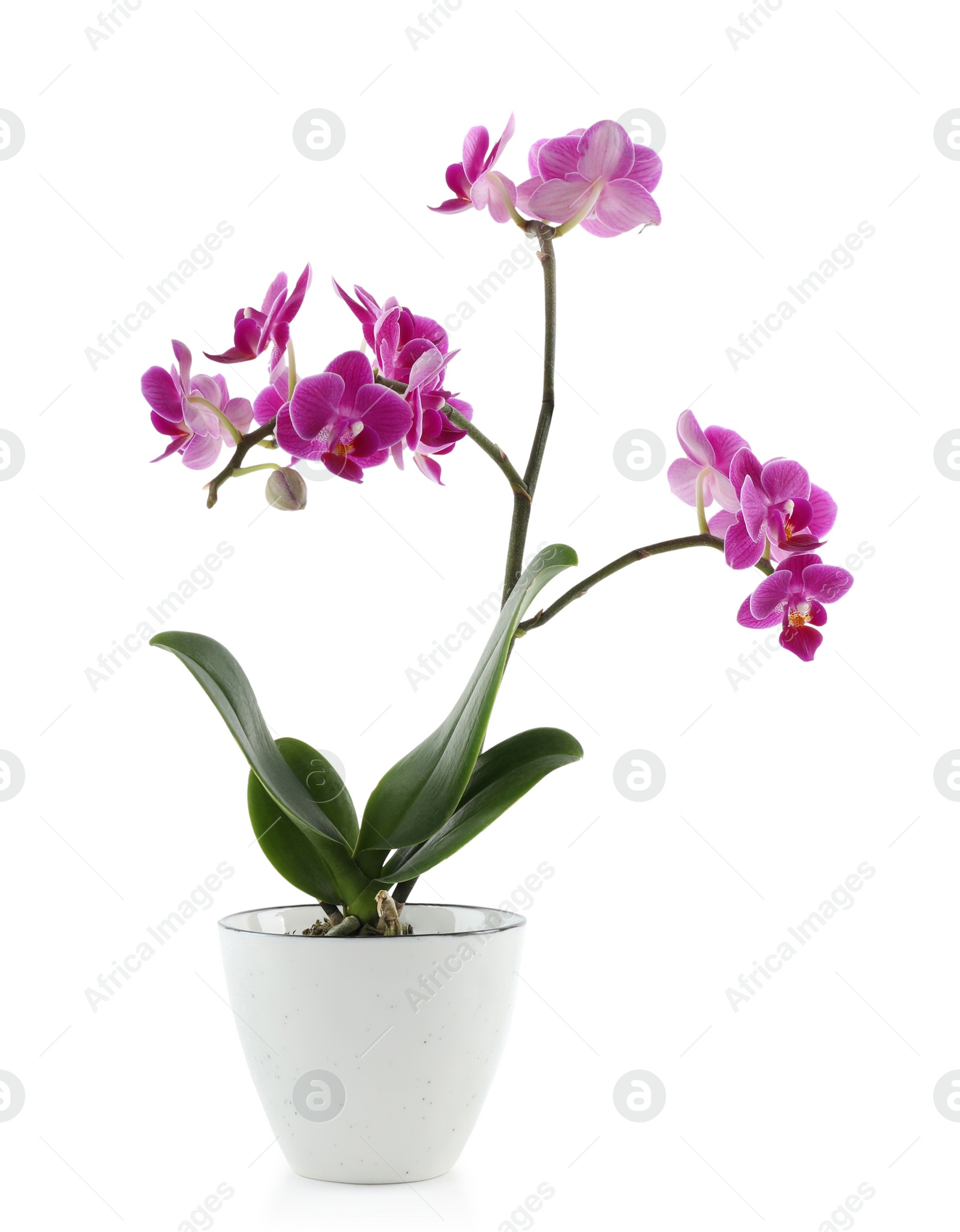 Photo of Beautiful tropical orchid flower in pot on white background