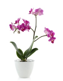 Photo of Beautiful tropical orchid flower in pot on white background