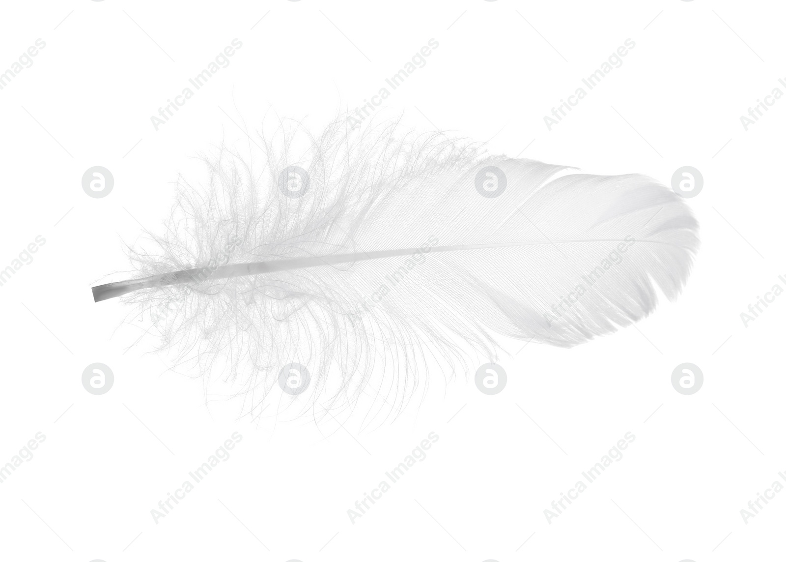 Photo of Beautiful fluffy bird feather isolated on white