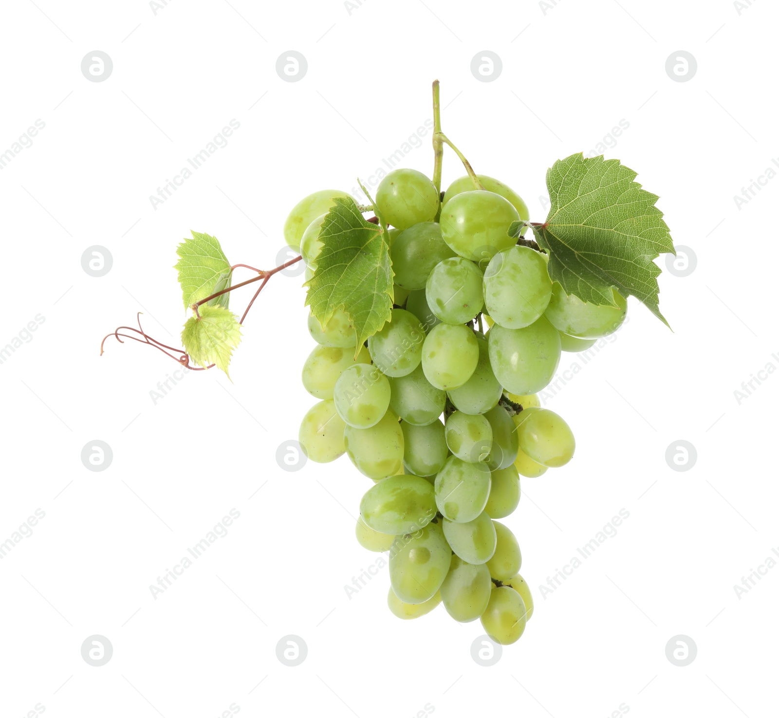 Photo of Fresh ripe grapes and leaves isolated on white