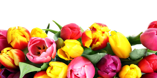 Photo of Beautiful bright spring tulips on white background