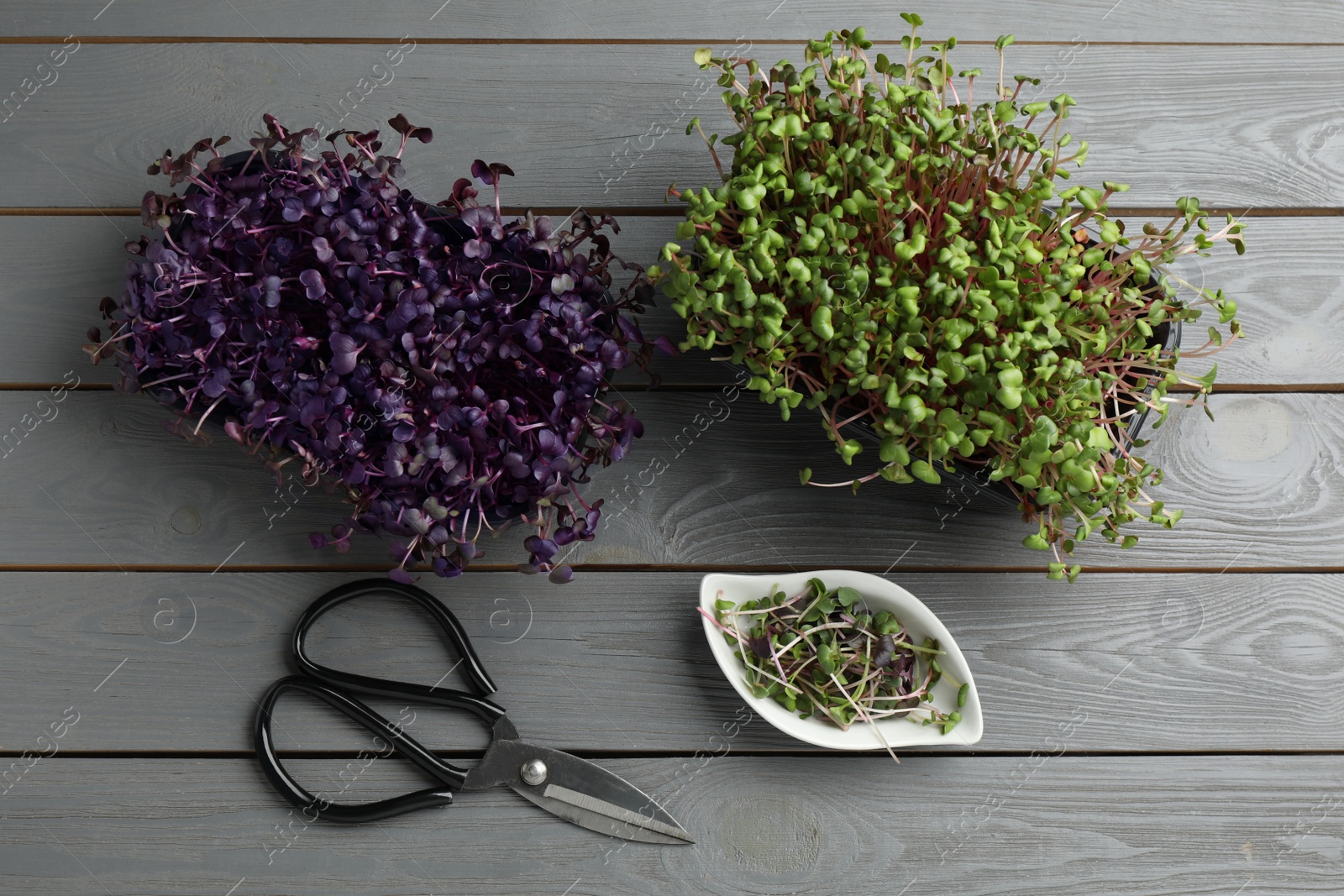 Photo of Fresh radish microgreens in plastic containers near scissors on grey wooden table, flat lay