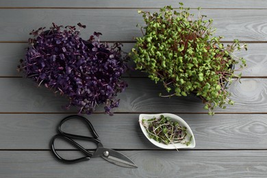 Fresh radish microgreens in plastic containers near scissors on grey wooden table, flat lay