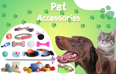 Image of Advertising poster design for pet shop. Cute dog with cat and different accessories on color background